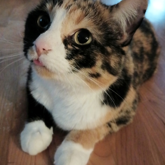 Paranora live? What has Poshmark done? - Picture 2 of 2